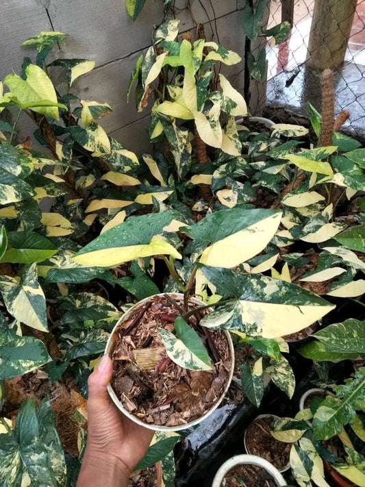Syngonium Podophyllum Aurea