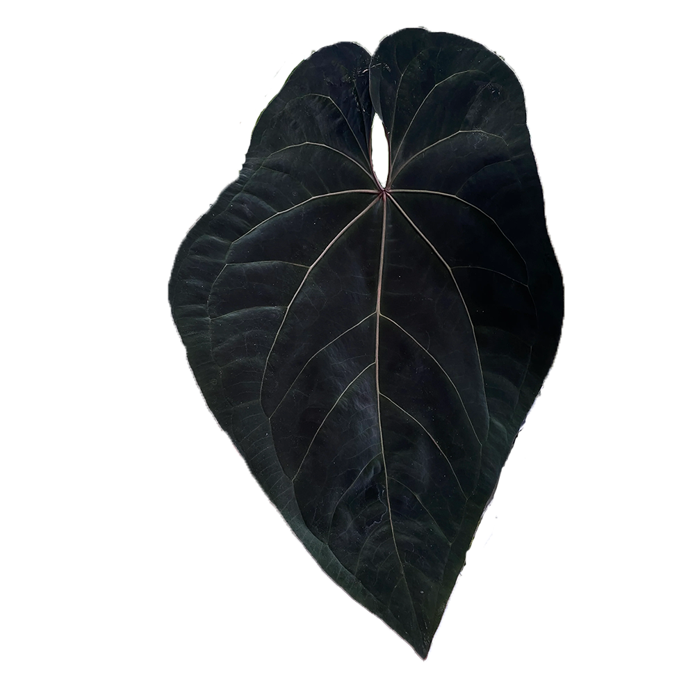 Seed: Anthurium Ace Of Spades