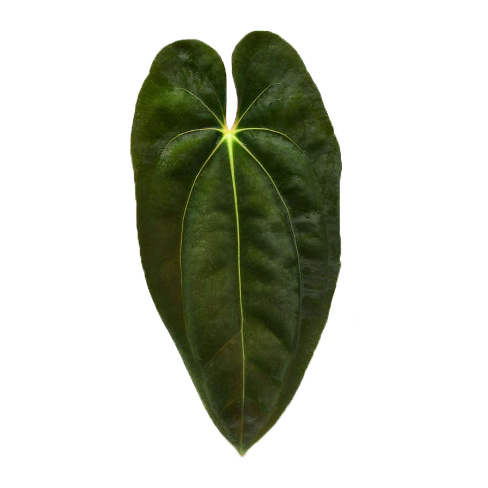 Seed: Anthurium Papillilaminum