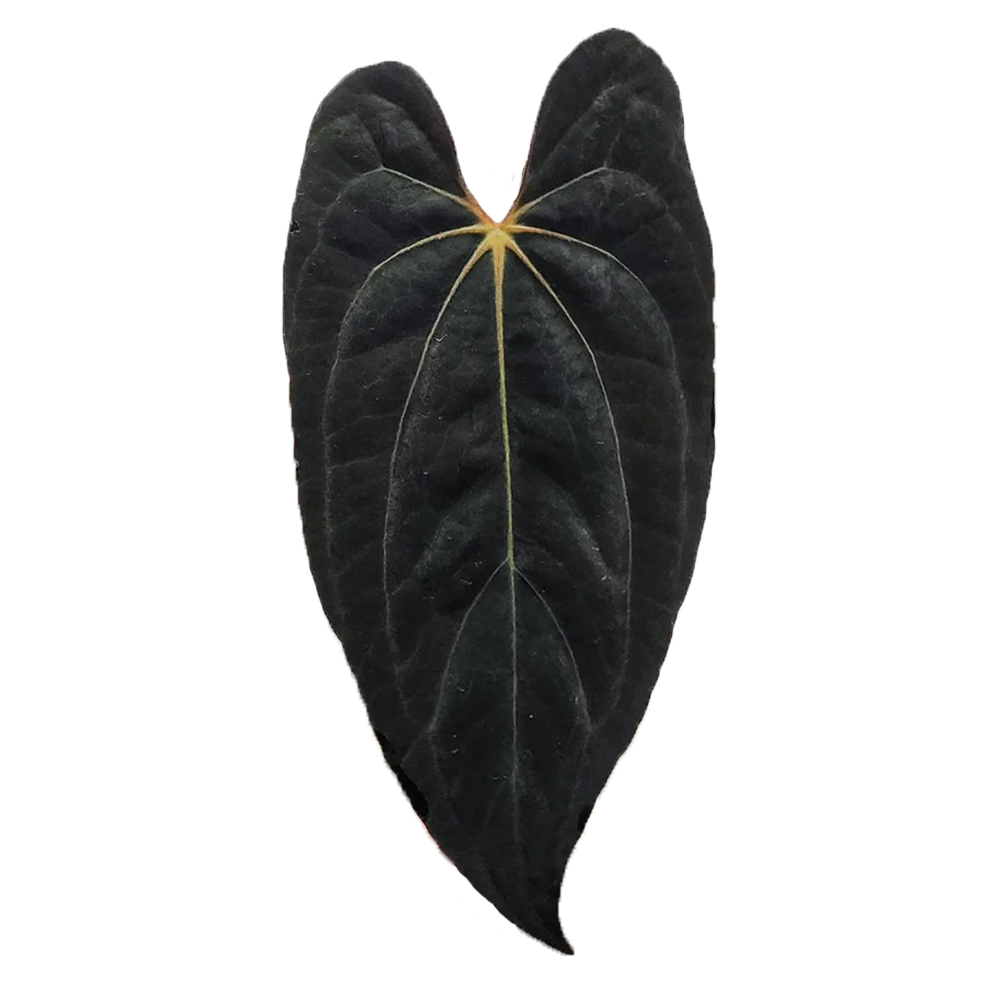 Seed: Anthurium Papillilaminum  X-one
