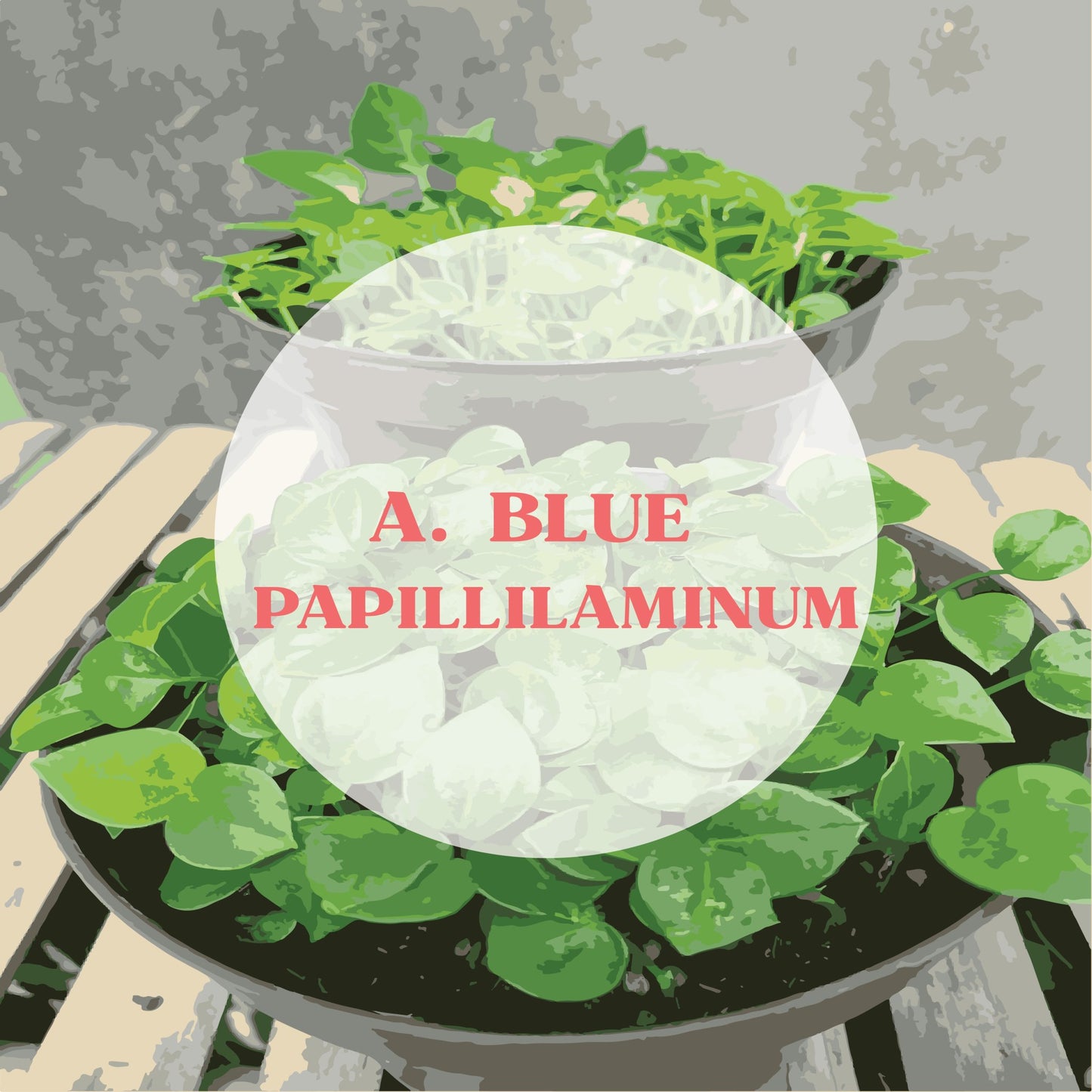 Seed: Anthurium Blue Papillilaminum - Variegated Studio