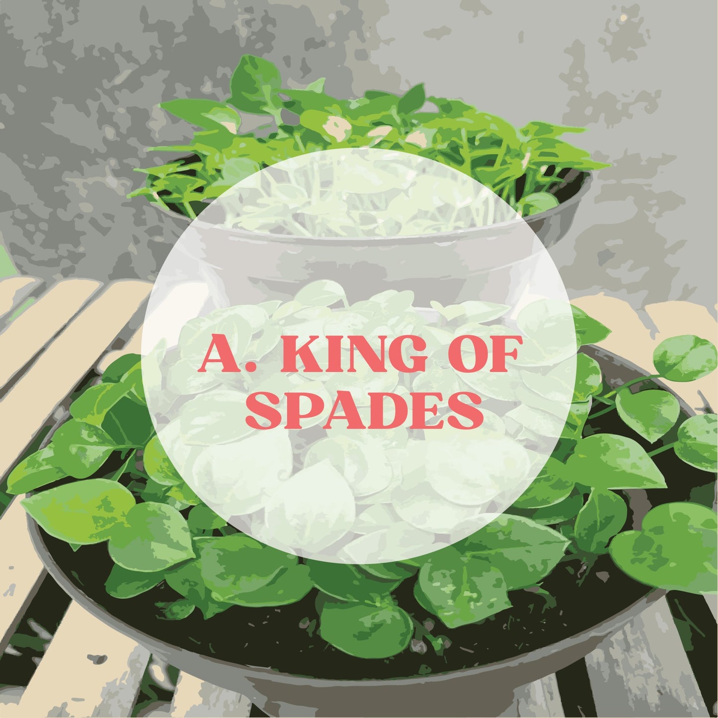 Seed: Anthurium King Of Spades - Variegated Studio